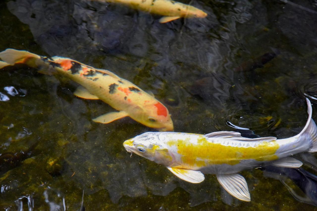 Kappo Ryokan Suimeisou Noda  Kültér fotó